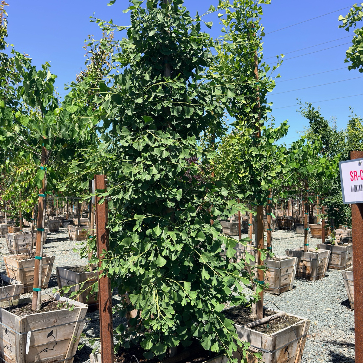 Sky Tower Grove Ginkgo