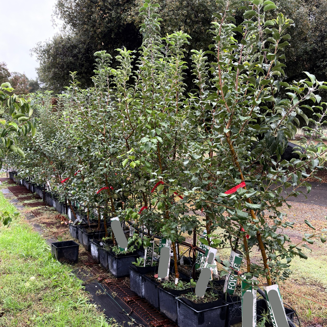 Honey Crisp Apple Tree