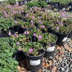 Biokovo Cranesbill, Hardy Geranium