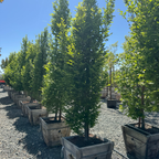 Upright European Hornbeam