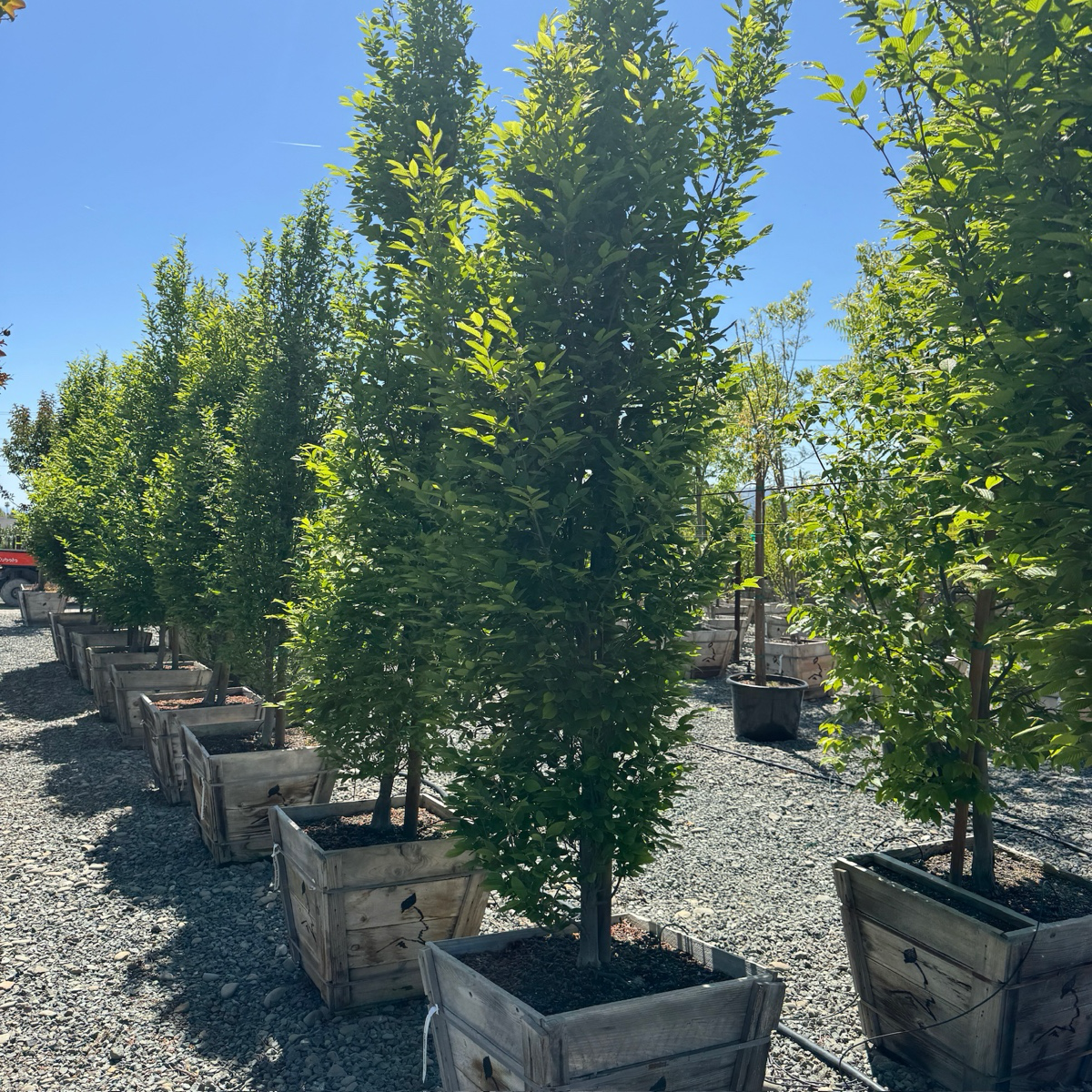 Upright European Hornbeam