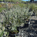 Bush Germander