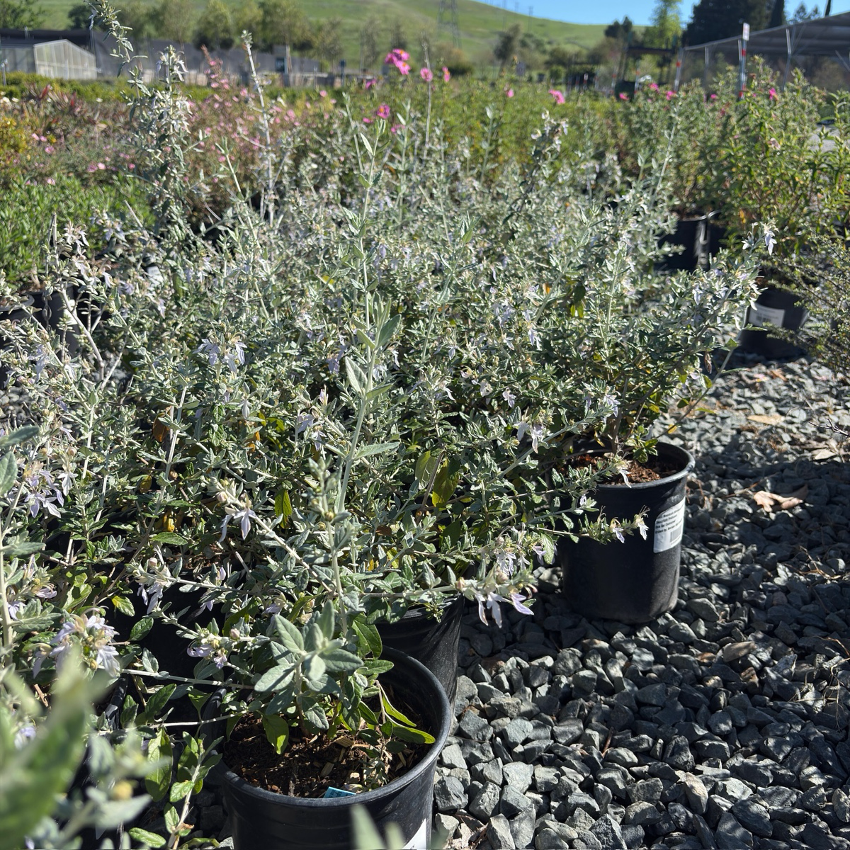 Bush Germander
