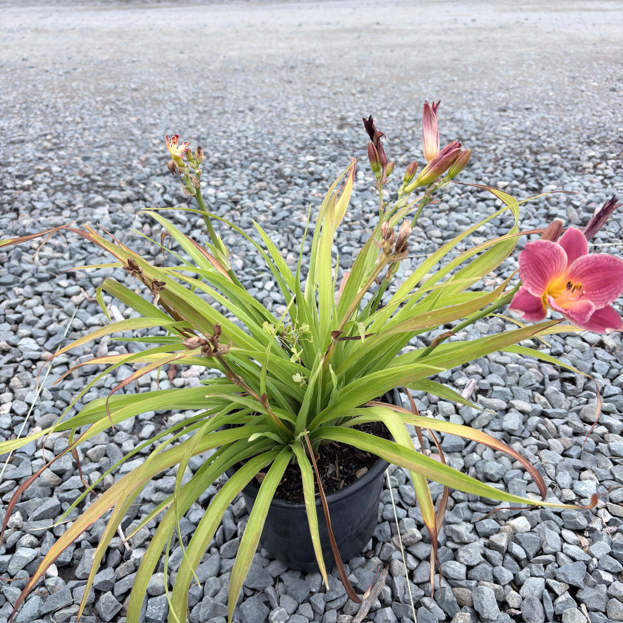 Little Business Daylily