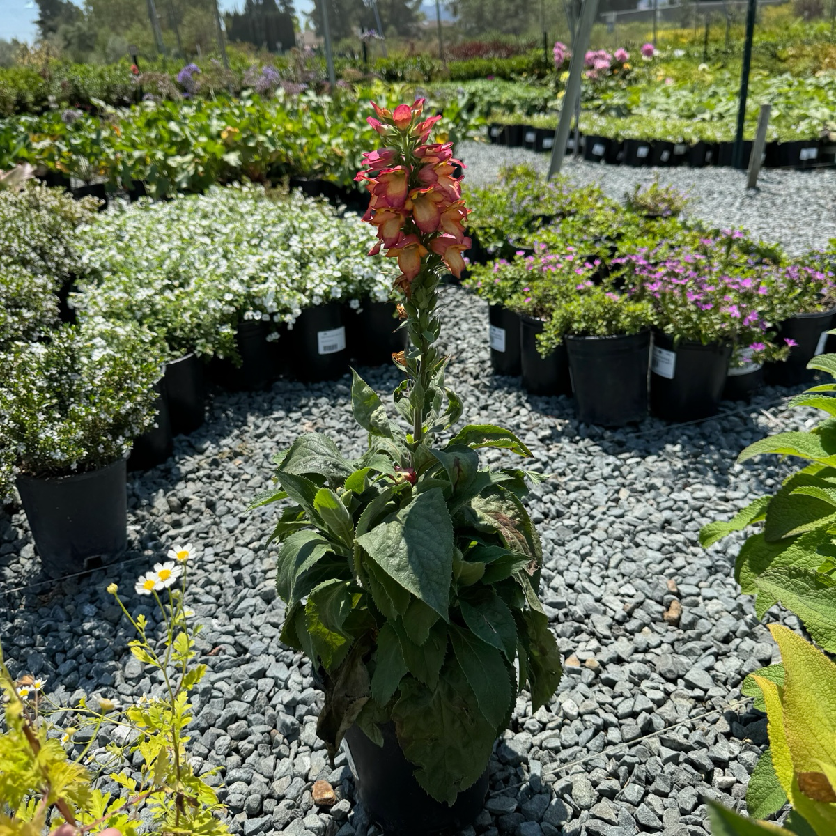 Illumination Flame Foxglove