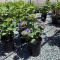 Mathilda Gutges Hydrangea