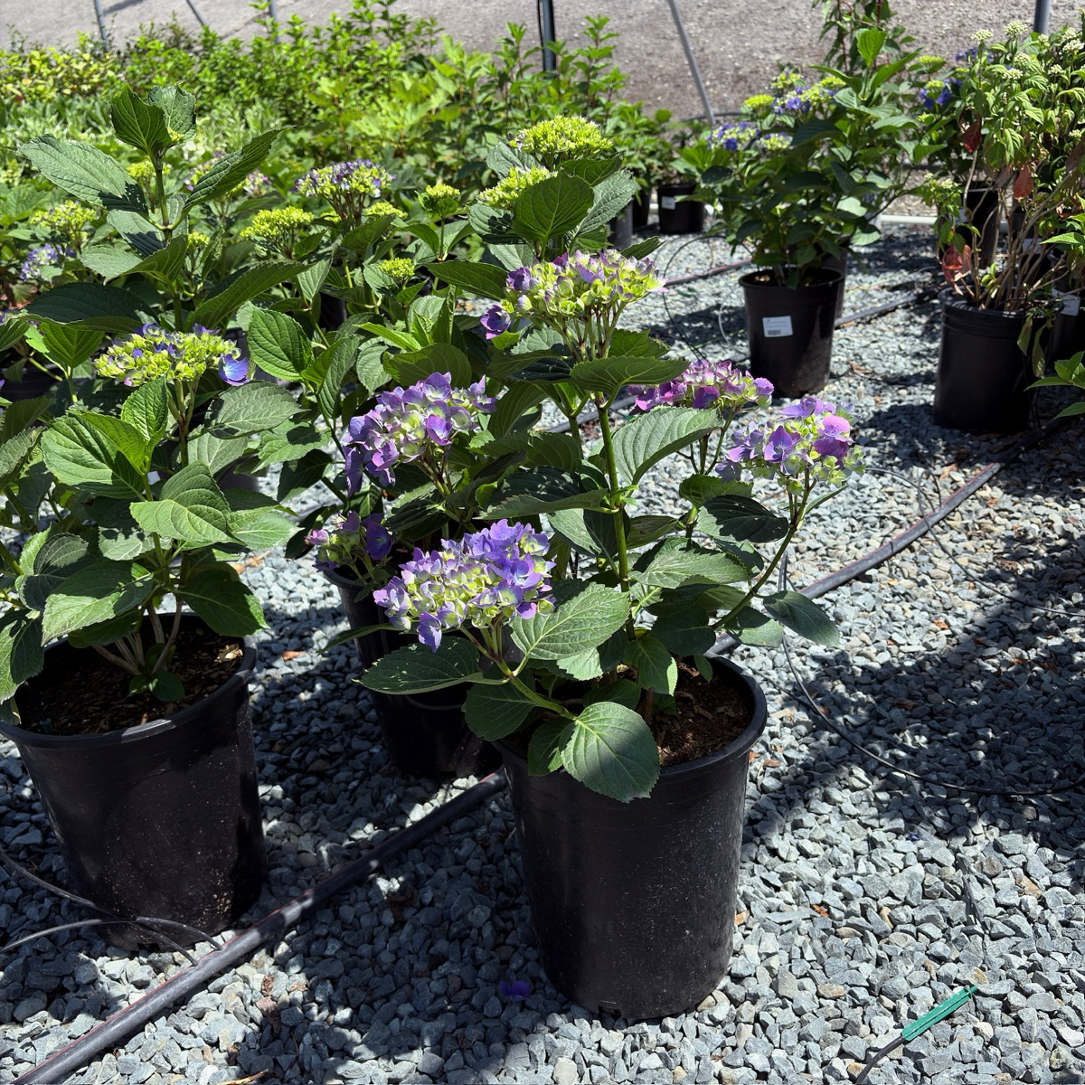 Mathilda Gutges Hydrangea
