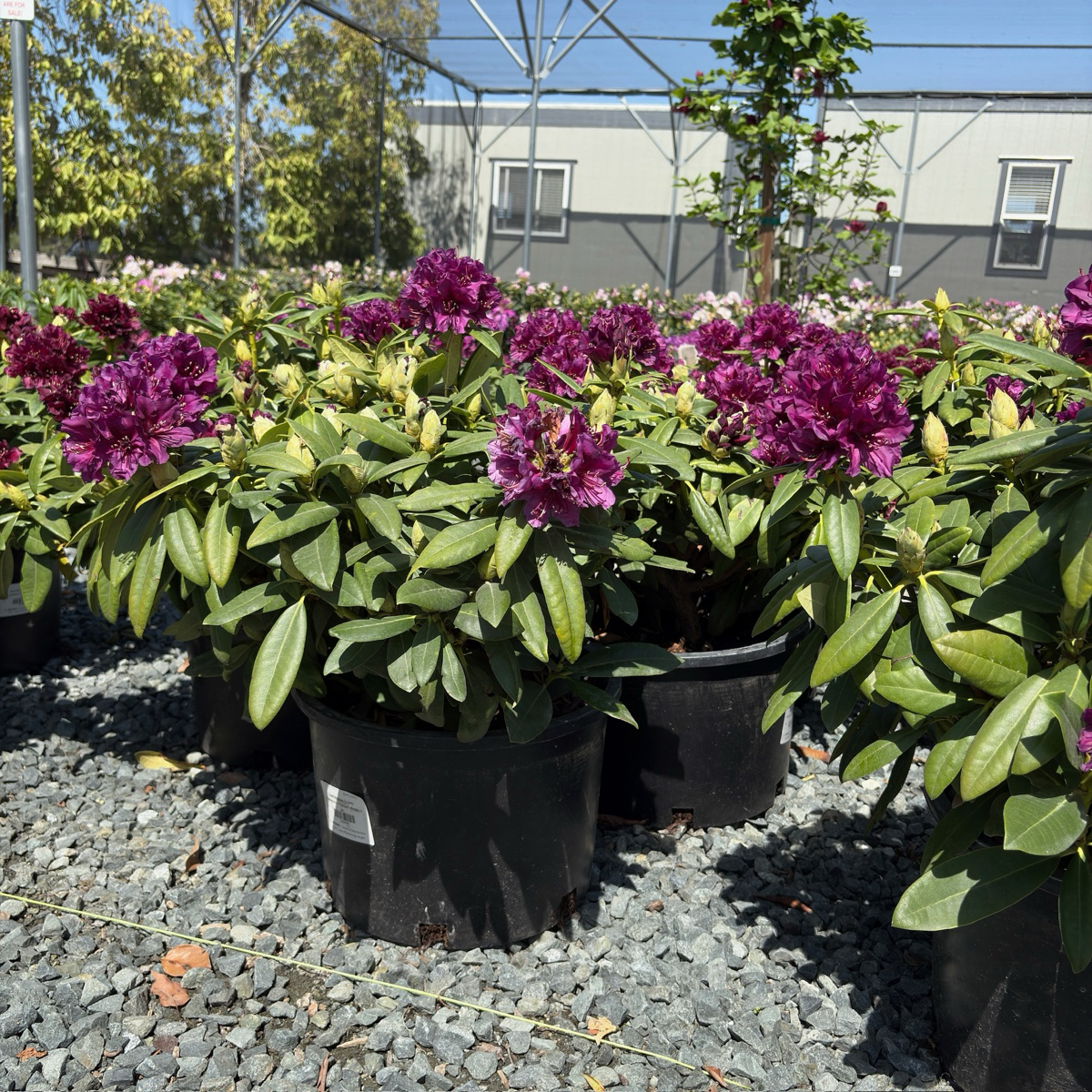 Polarnacht, Polar Night Rhododendron