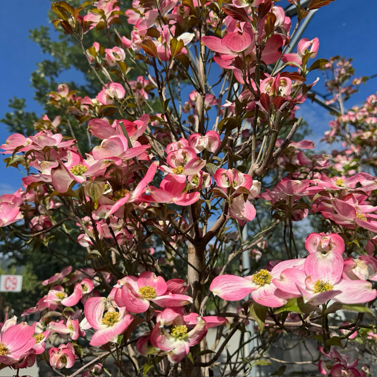 Cherokee Brave Flowering Dogwood