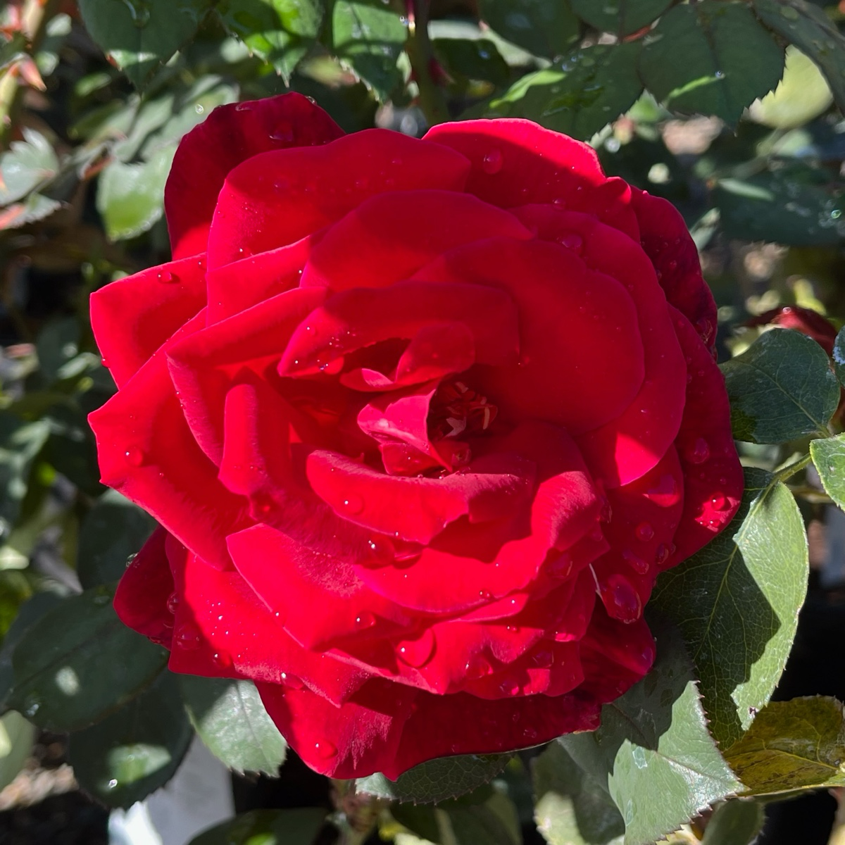 Oklahoma Rose