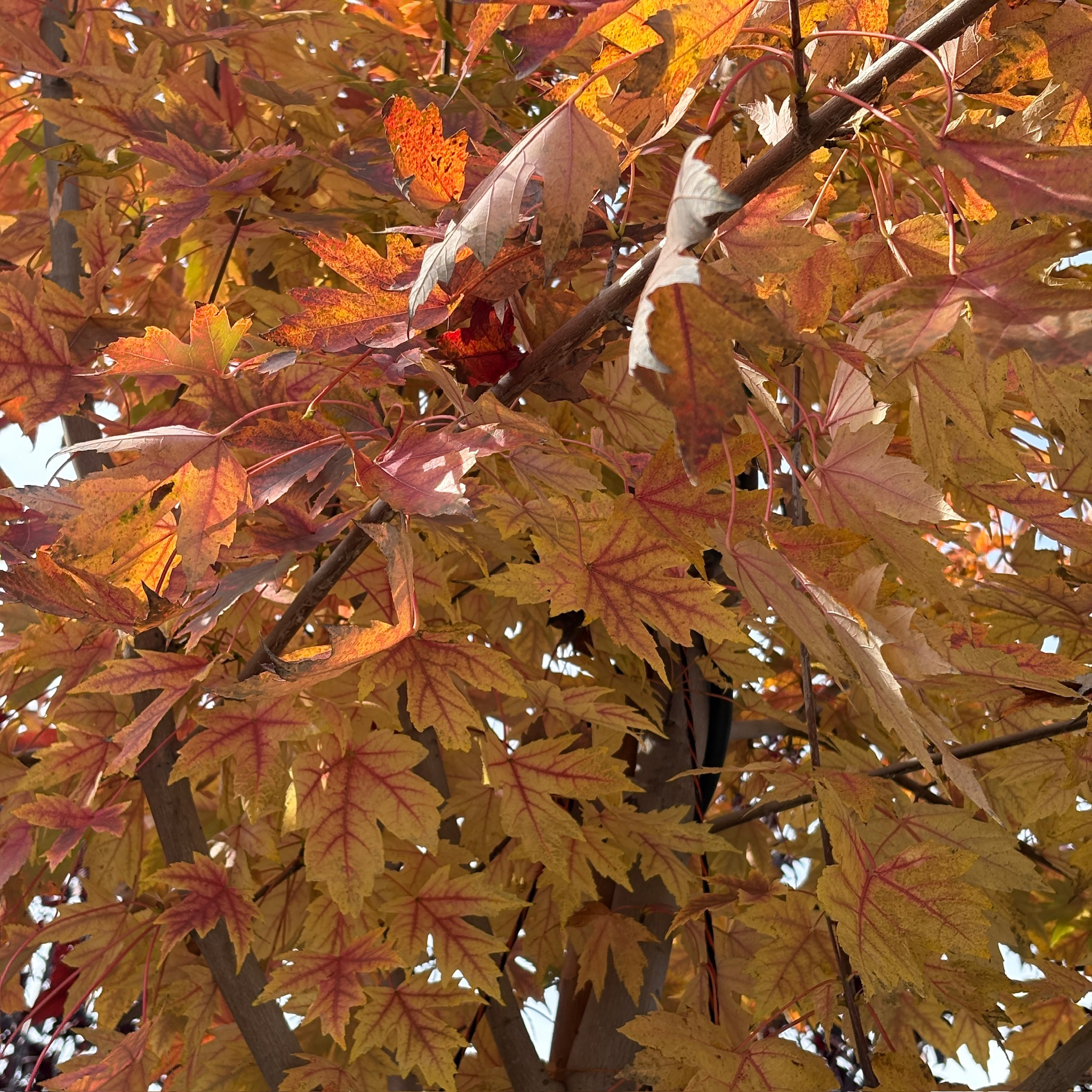 Autumn Blaze Red Maple