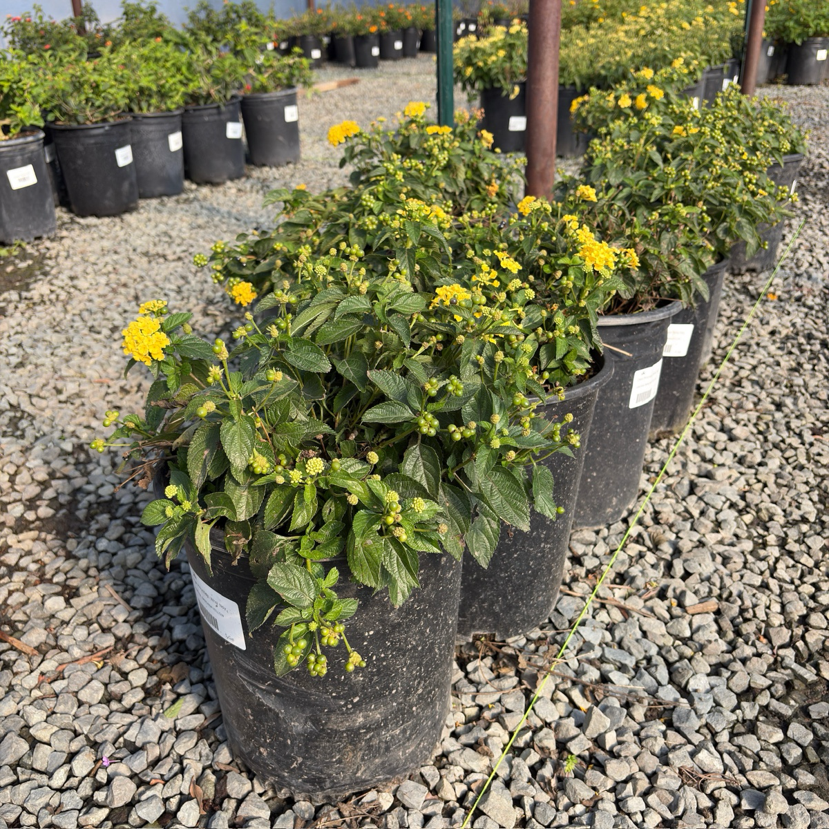 Yellow Bandana Lantana