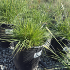 Slender Veldt Grass