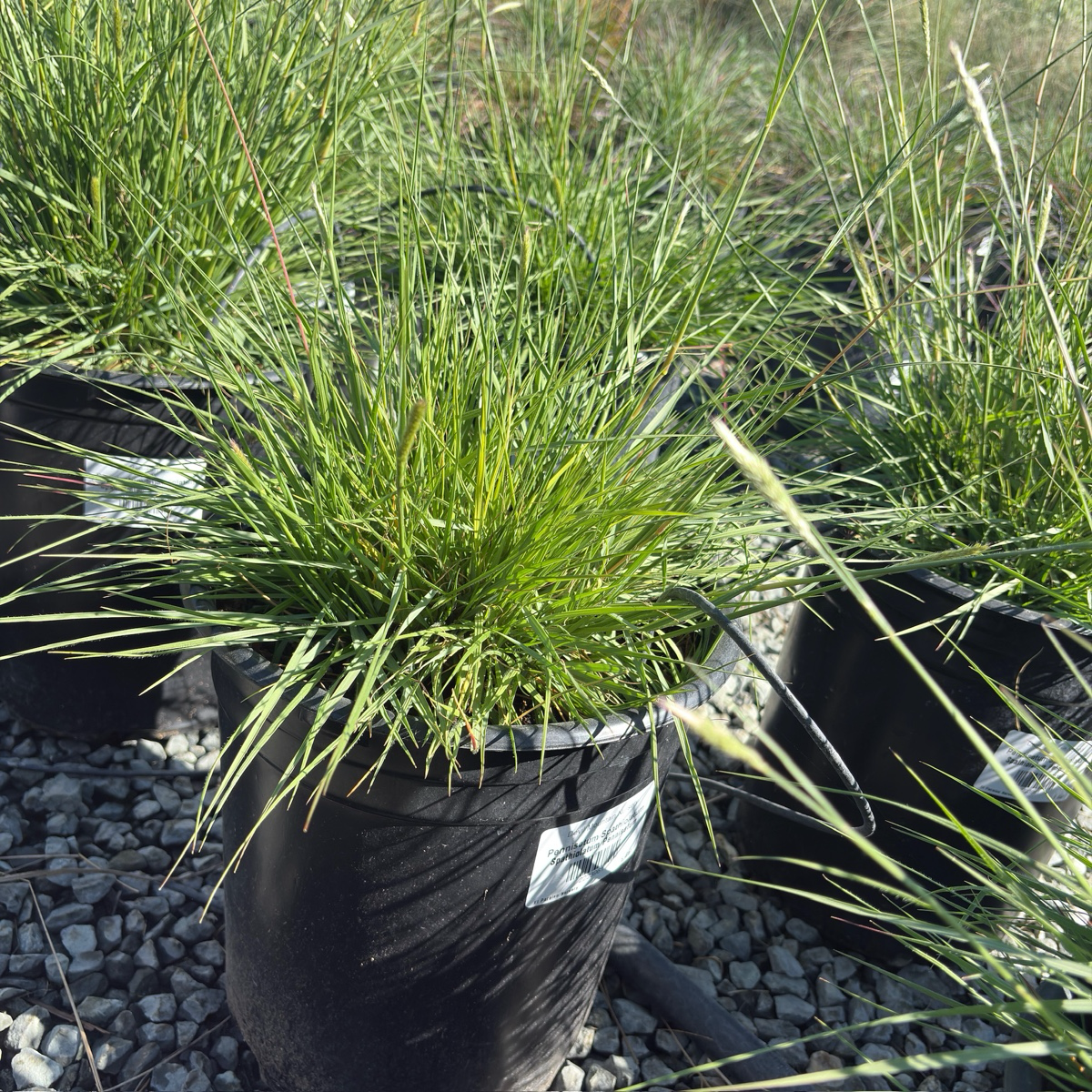 Slender Veldt Grass