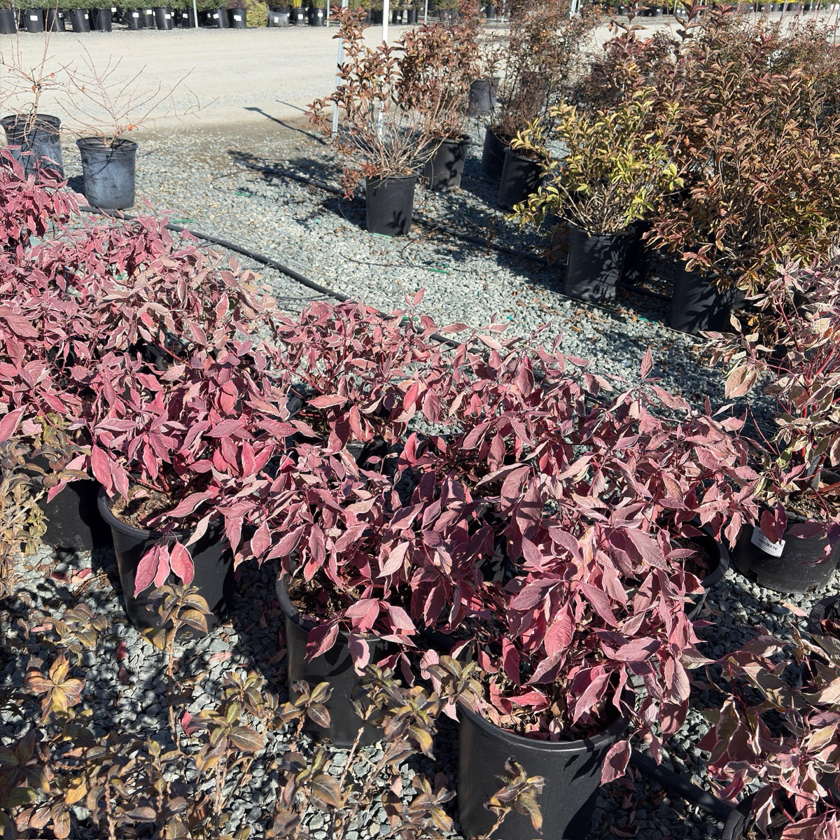 Variegated Tatarian Dogwood