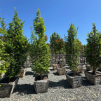 Upright European Hornbeam