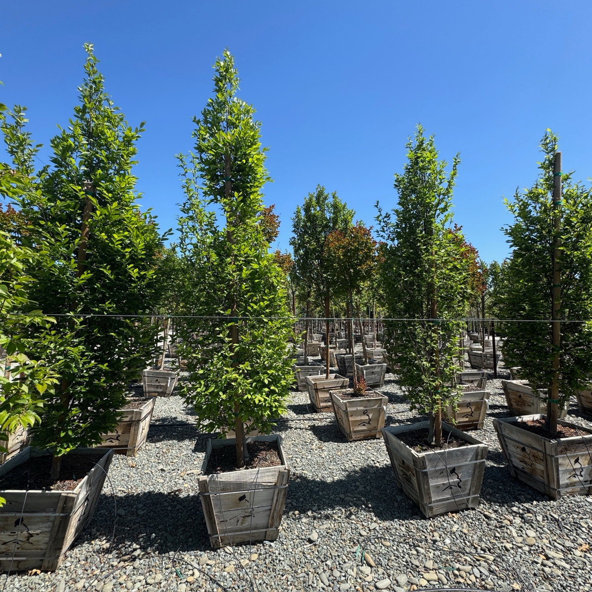 Upright European Hornbeam