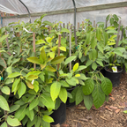 Fuerte Avocado, B-Type Flower