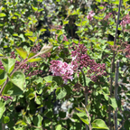 Tinkerbelle Dwarf Hybrid Lilac