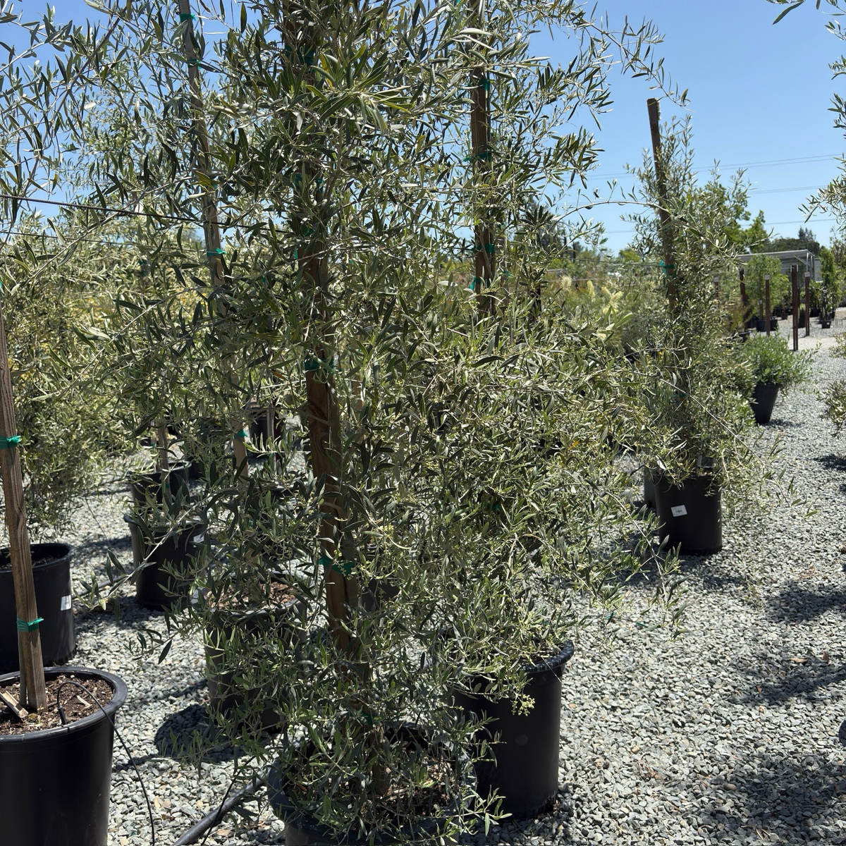 Majestic Beauty Olive Tree
