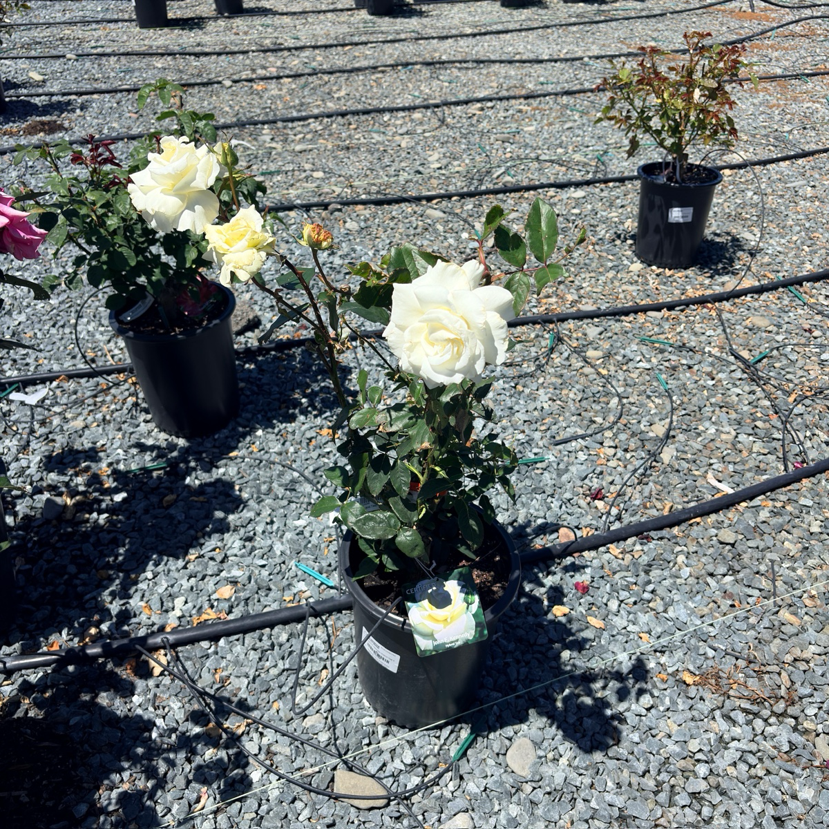 John F. Kennedy Rose