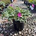 Russell Prichard Cranesbill