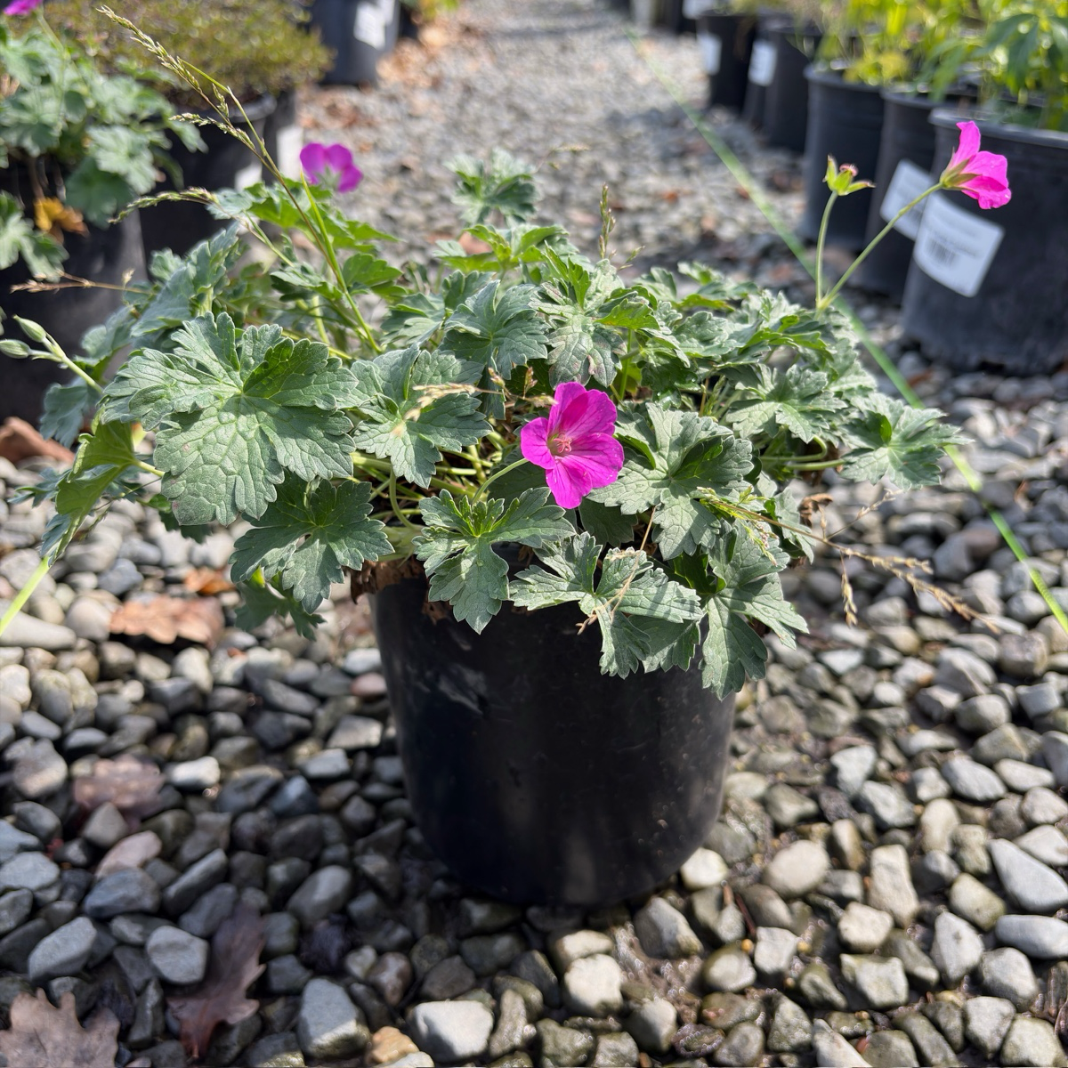 Russell Prichard Cranesbill