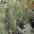 White Cloud Muhly