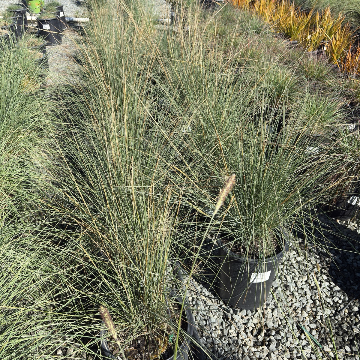 White Cloud Muhly