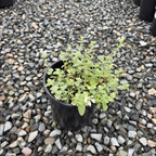 Snowflake Catmint