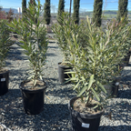 Single Red Oleander