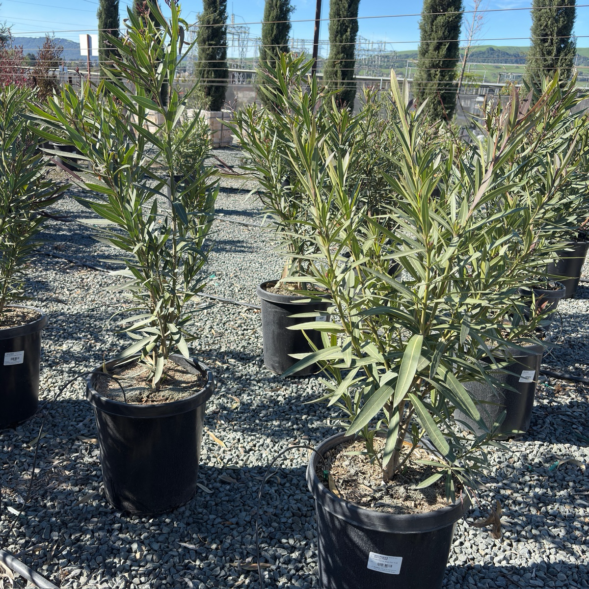 Single Red Oleander
