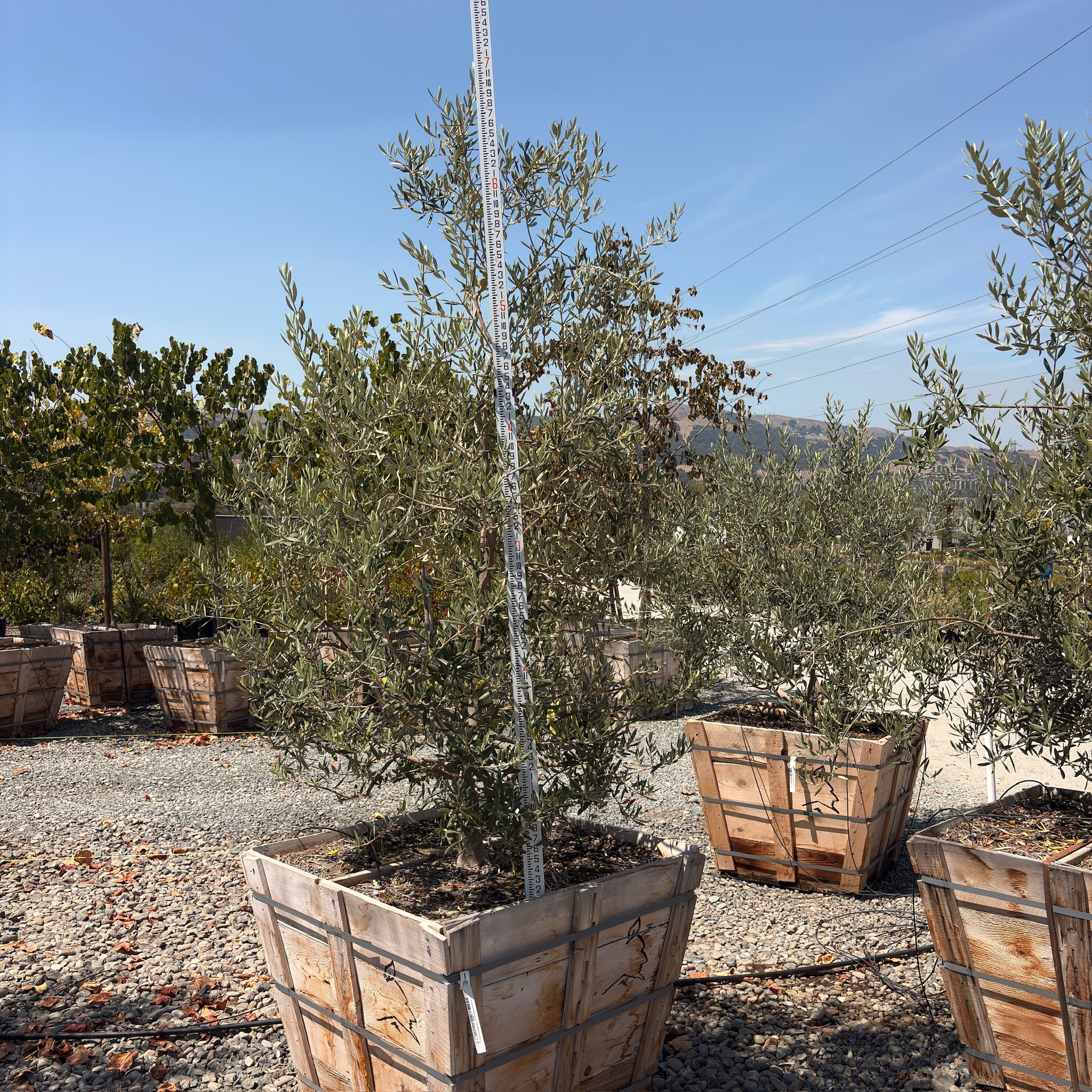 Swan Hill Olive Tree