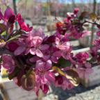 Robinson Flowering Crabapple