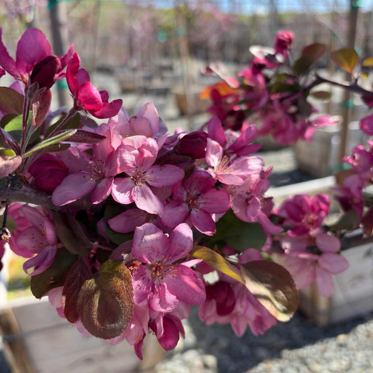 Robinson Flowering Crabapple