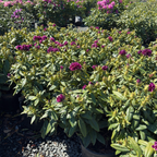 Polarnacht, Polar Night Rhododendron