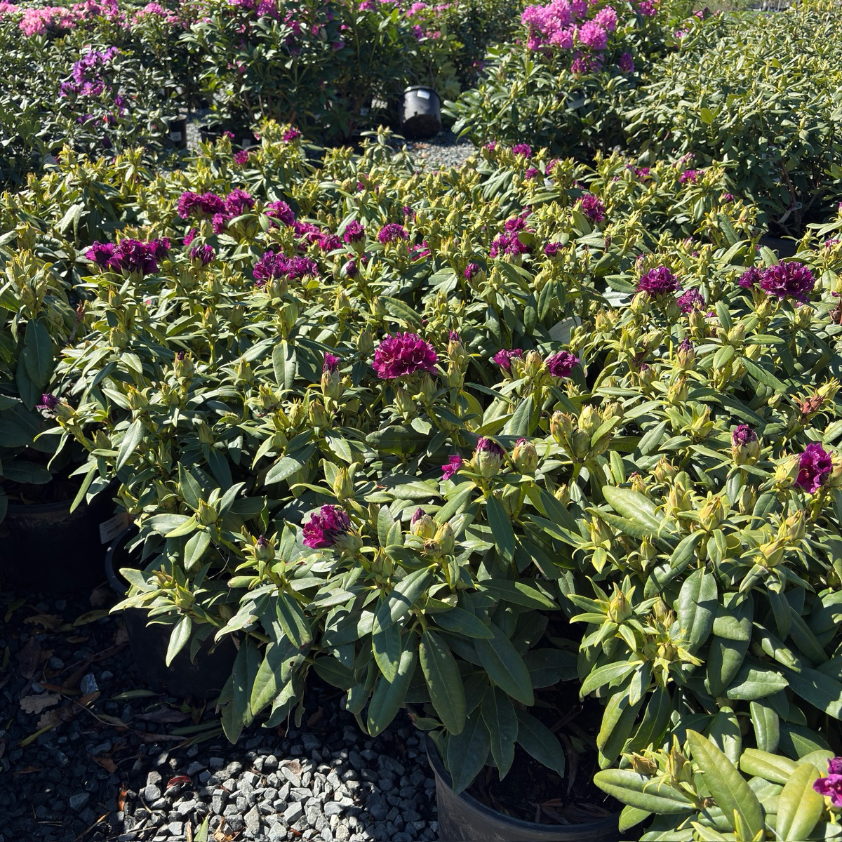 Polarnacht, Polar Night Rhododendron