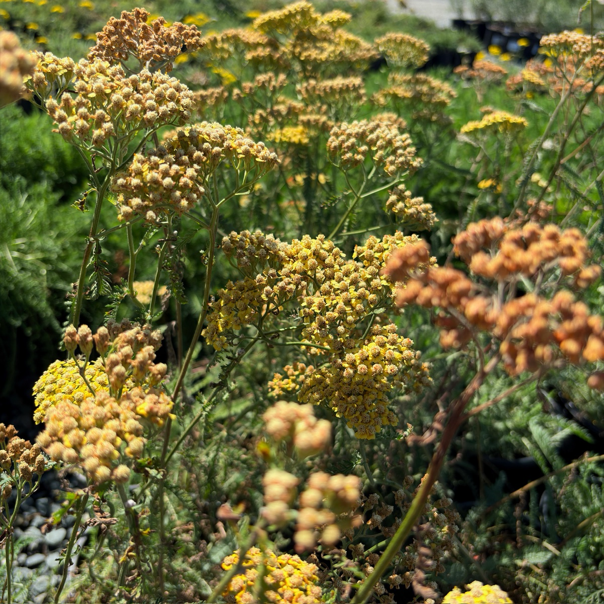 Terracotta Yarrow