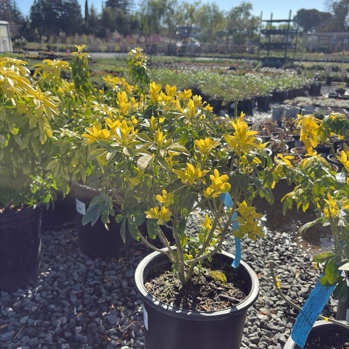 Sundance Mexican Orange Blossom