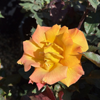 Rio Samba Hybrid Tea Rose