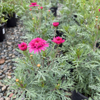 Double Pink Marguerite Daisy