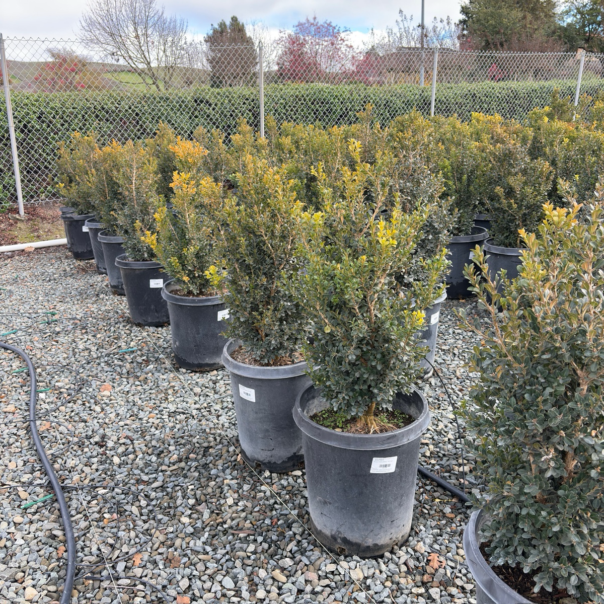 Green Beauty Boxwood