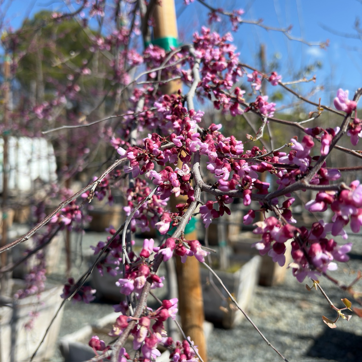 Mexican Redbud