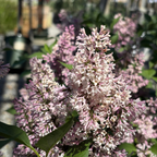 Tinkerbelle Dwarf Hybrid Lilac
