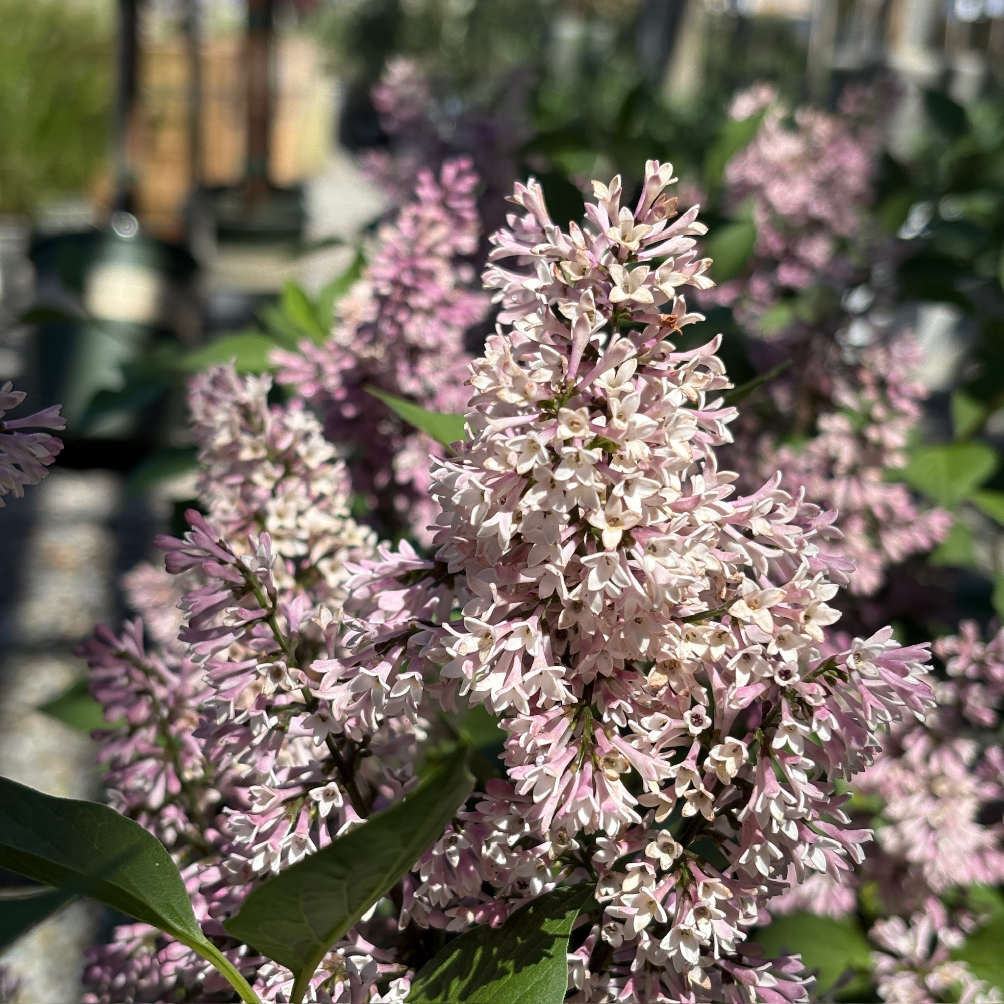 Tinkerbelle Dwarf Hybrid Lilac