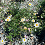 Mexican Daisy
