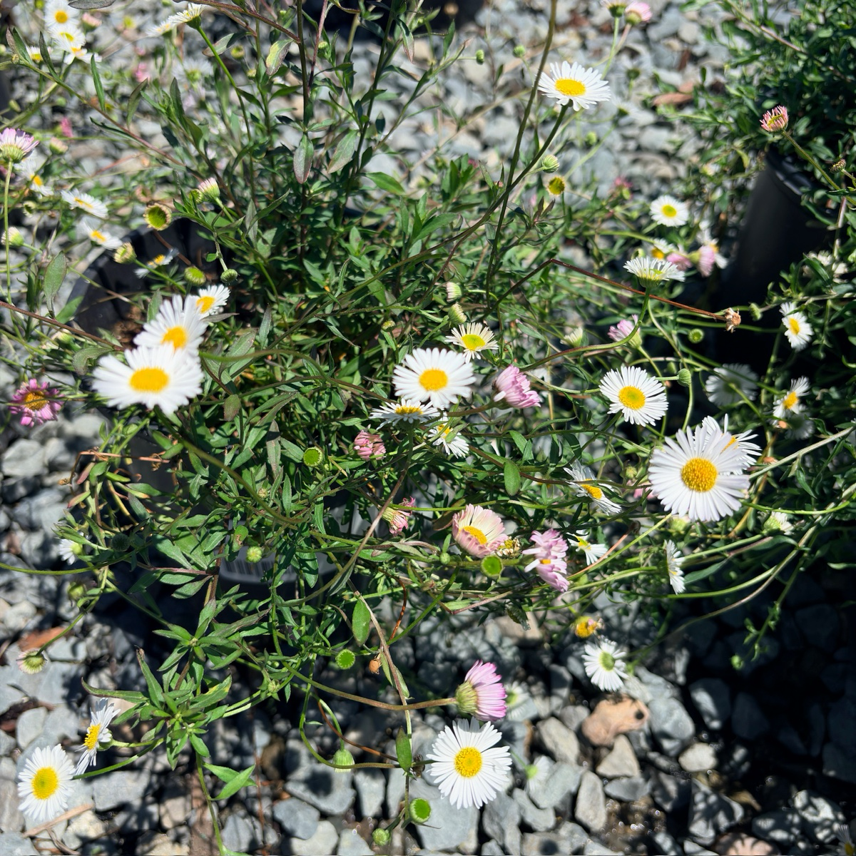 Mexican Daisy
