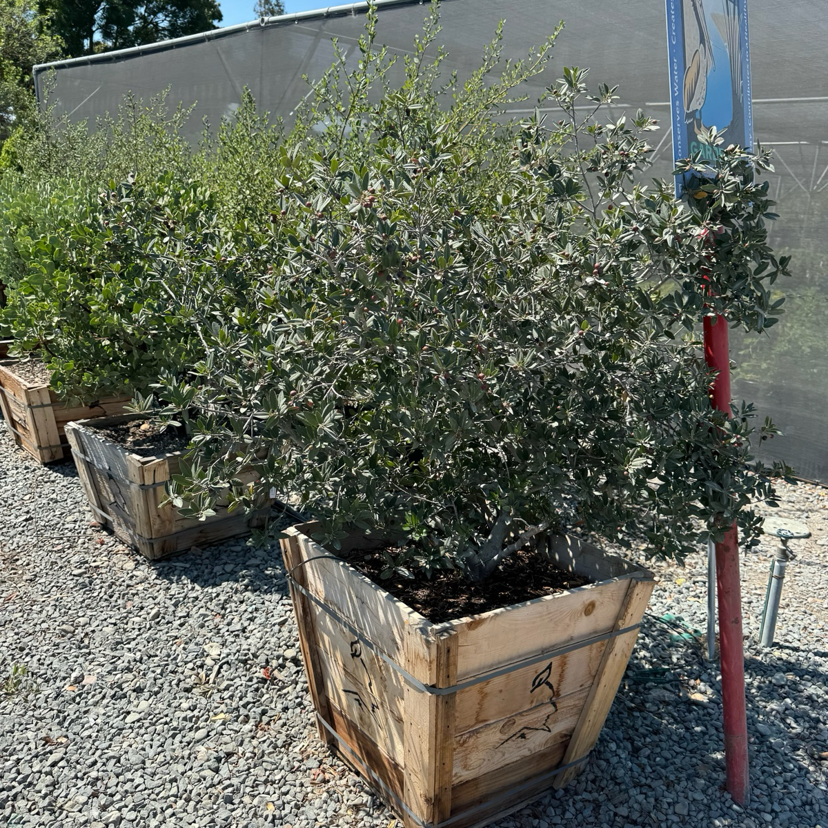 Mound San Bruno Coffeeberry
