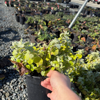 Limelight Licorice Plant