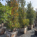 Japanese  Katsura Tree